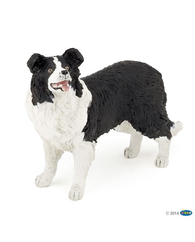 BORDER COLLIE