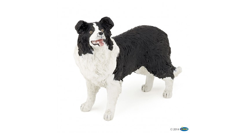 BORDER COLLIE