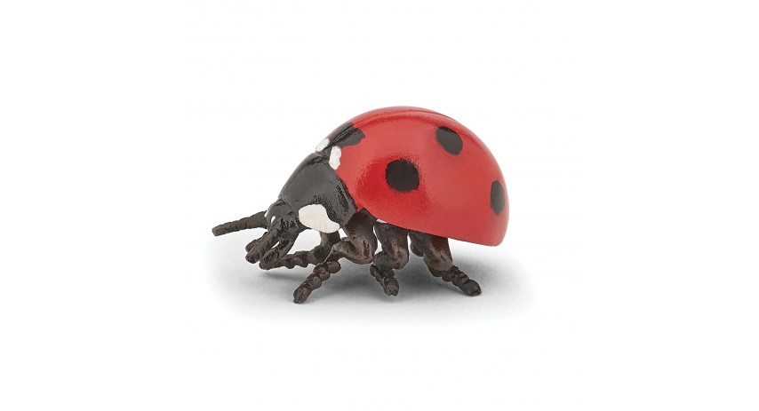 LADYBIRD