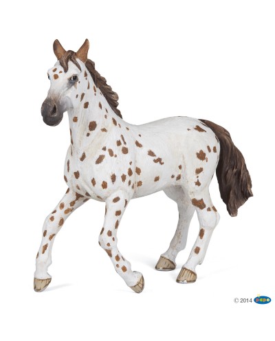 BROWN APPALOOSA MARE