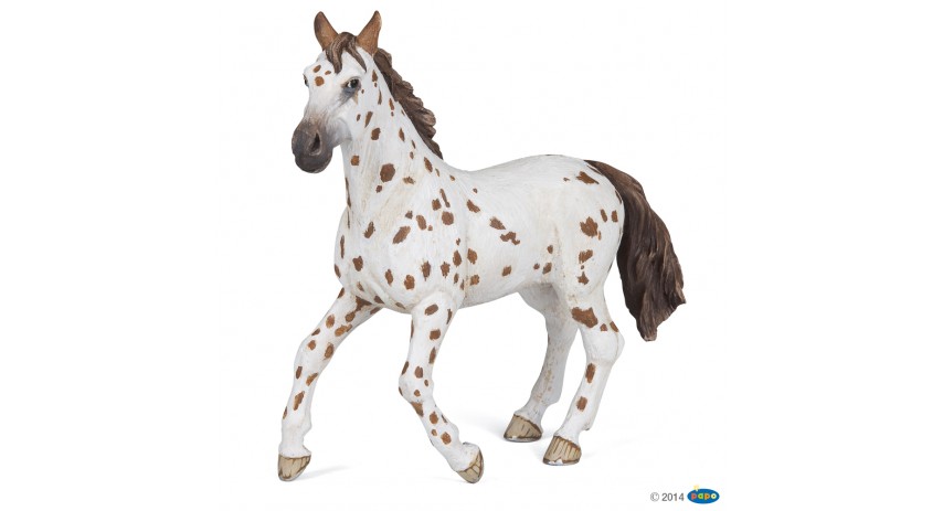 BROWN APPALOOSA MARE