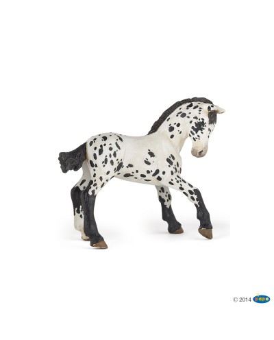 BLACK APPALOOSA FOAL
