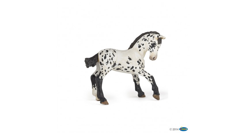 BLACK APPALOOSA FOAL