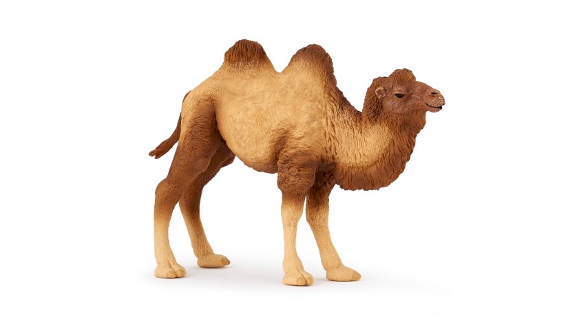 BACTRIAN CAMEL