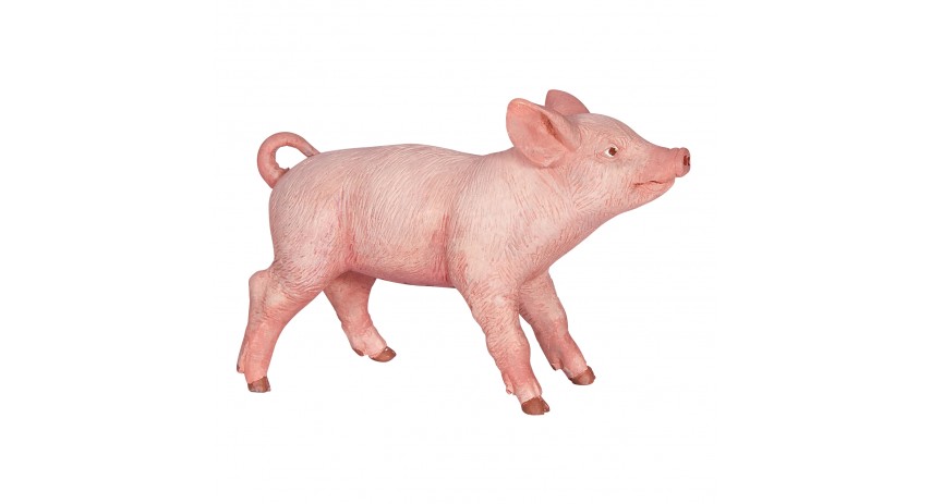 FEMALE PIGLET