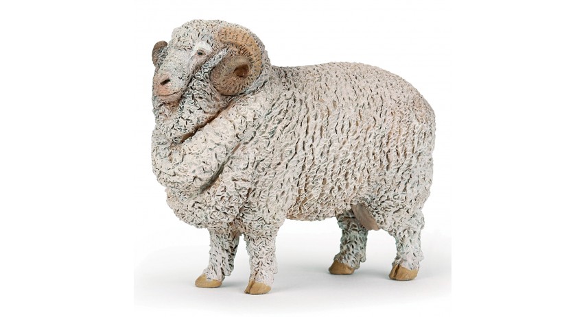 MERINOS SHEEP